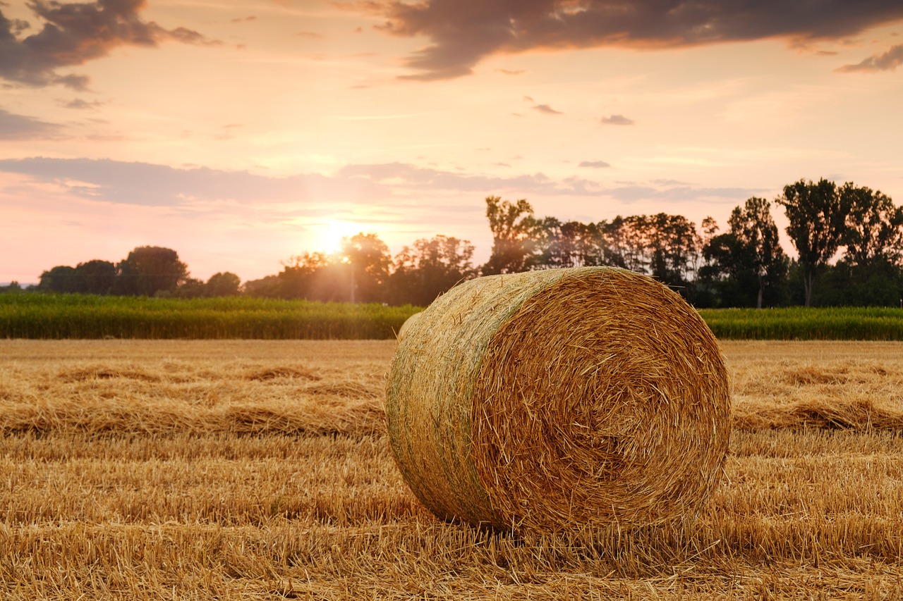 La agricultura y la ganadería local, imprescindibles en una Dieta Saludable
